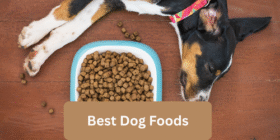 best dog food. emzillatech. best dog food. dog food reviews, best cat food, cat food reviews, pet health