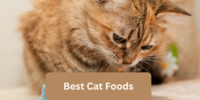 best cat foods. emzillatech