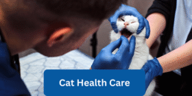 Cat health care. emzillatech