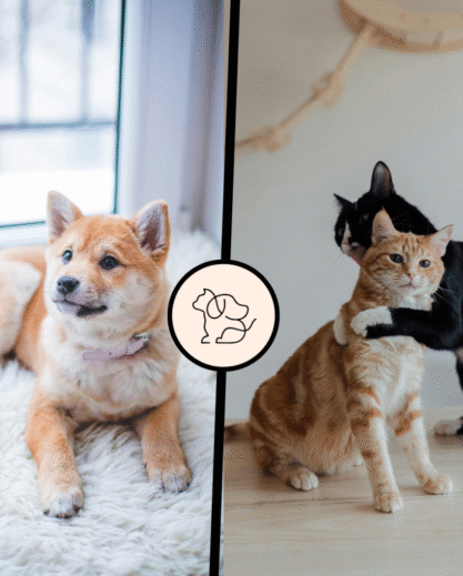 about us, emzillatech. best dog food. dog food reviews, best cat food, cat food reviews, pet health