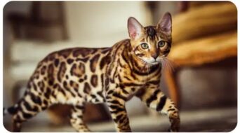 bengal_cat_Top 10 most popular Cat Breeds in Australia Bengal