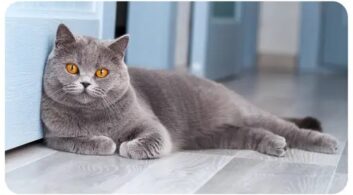 british_shorthair_Top 10 most popular Cat Breeds in Australia British Shorthair