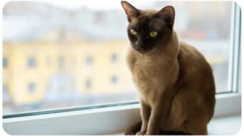 burmese_cat_Top 10 most popular Cat Breeds in Australia Burmese