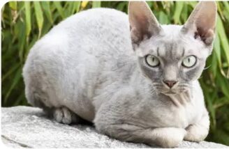 devon_rex_Top 10 most popular Cat Breeds in Australia Devon Rex