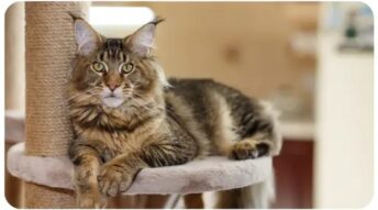 Maine Coon