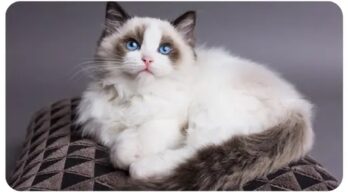 Ragdoll