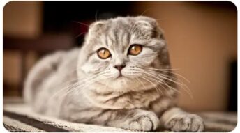scottish_fold_Top 10 most popular Cat Breeds in Australia Scottish Fold