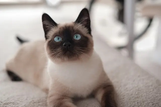 siamese_dog_Top 10 most popular Cat Breeds in Australia Siamese