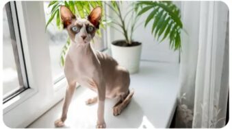 sphynx_cat_Top 10 most popular Cat Breeds in Australia Sphynx