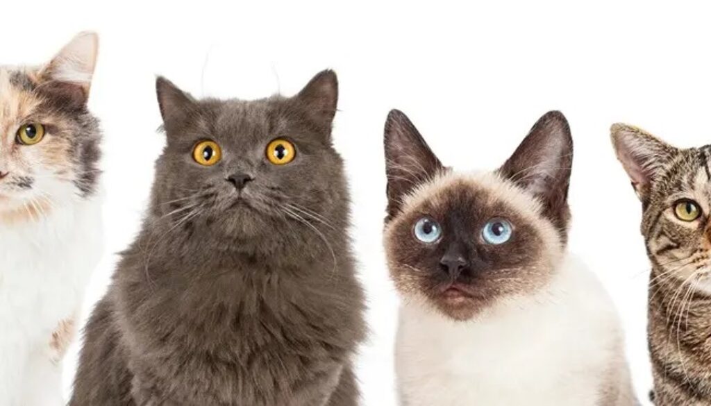 Top 10 Most Popular Cat Breeds in Australia