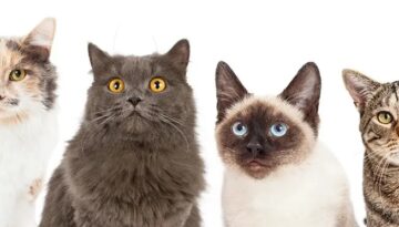 Top 10 Most Popular Cat Breeds in Australia