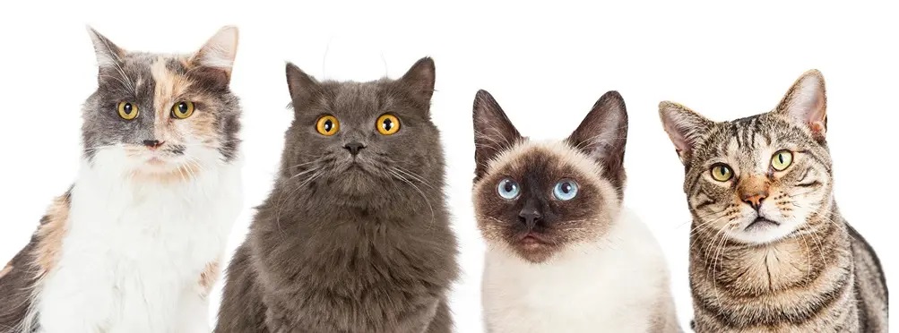 Top 10 Most Popular Cat Breeds in Australia