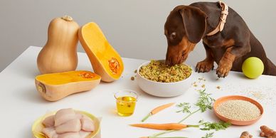 Lyka Dog Food Review: Australia’s Fresh Pet Food