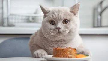 Best Wet Cat Foods Australia 2025