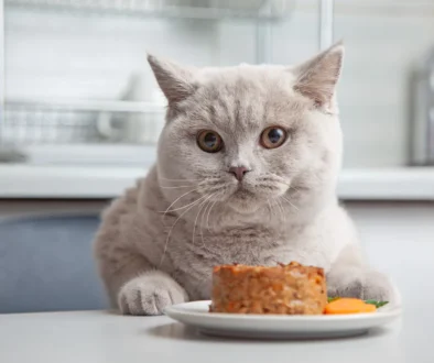 Best Wet Cat Foods Australia 2025