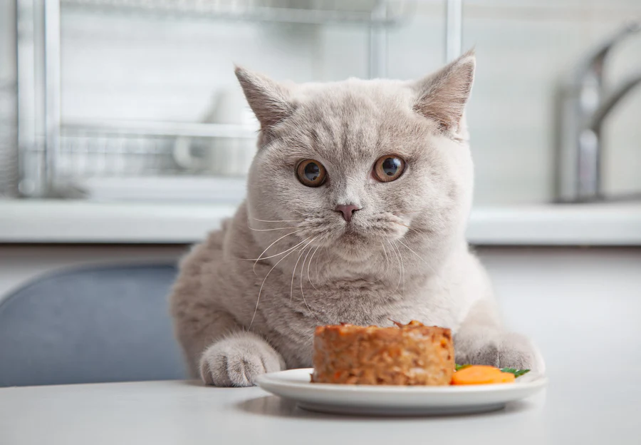 Best Wet Cat Foods Australia 2025