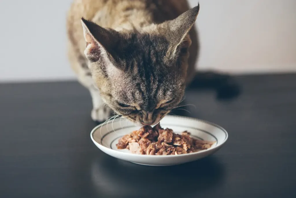 Best Wet Cat Foods Australia