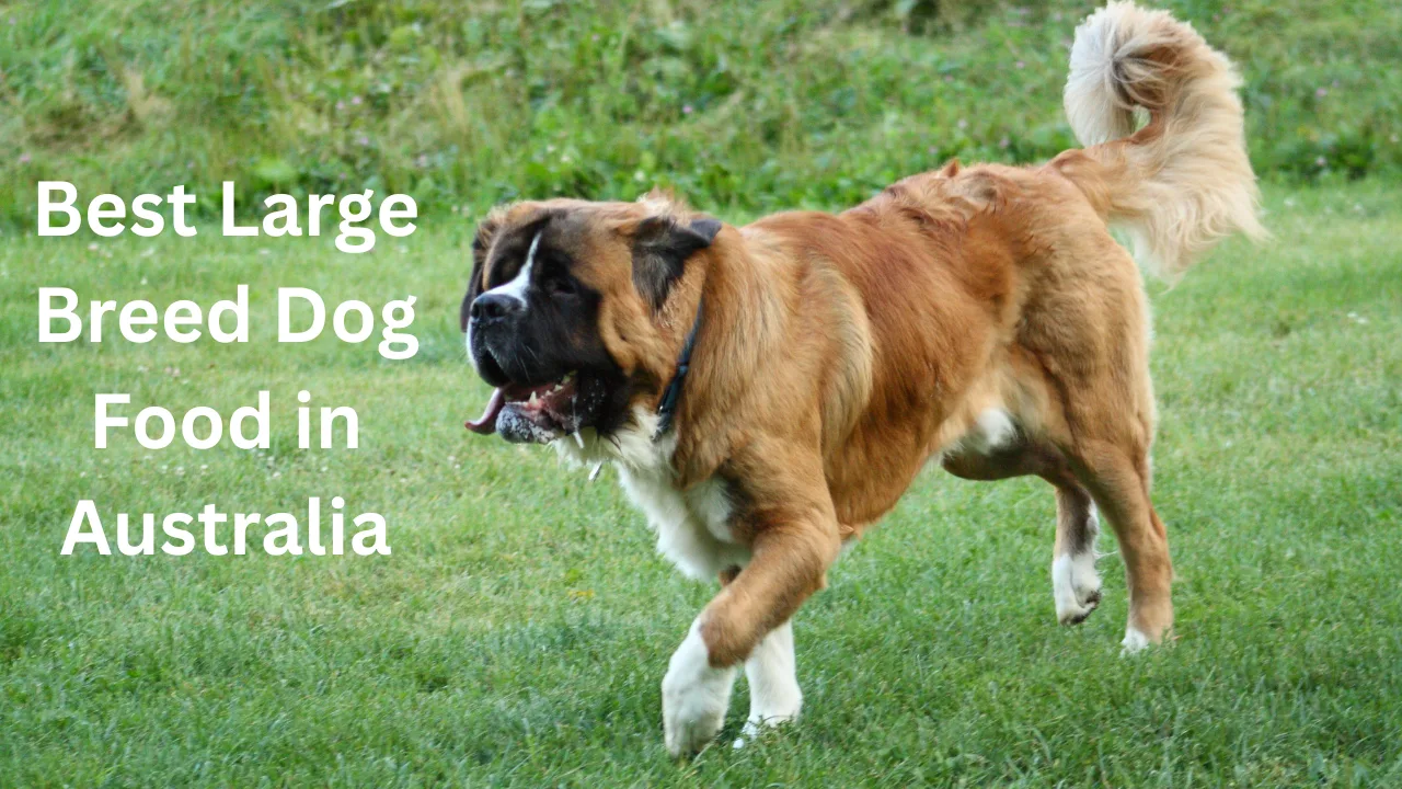 Best Large Breed Dog Food in Australia